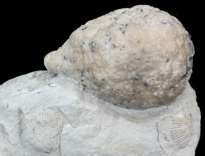 Cystoid (Holocystites) Fossil - Indiana #44607